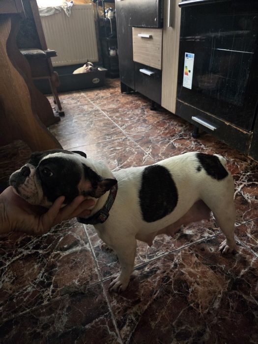 Vănd cătelusă Buldog Francez