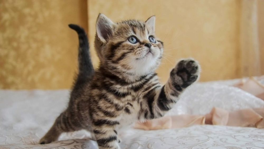 Котяьа вискас злолото девочки цены 30-35к