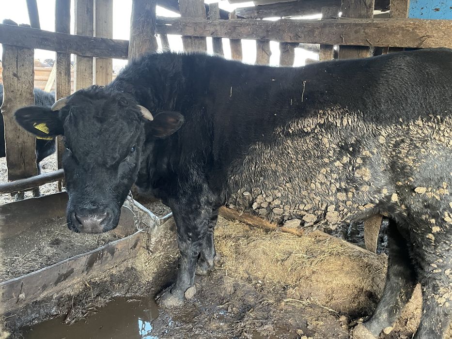 Продам быка ………..