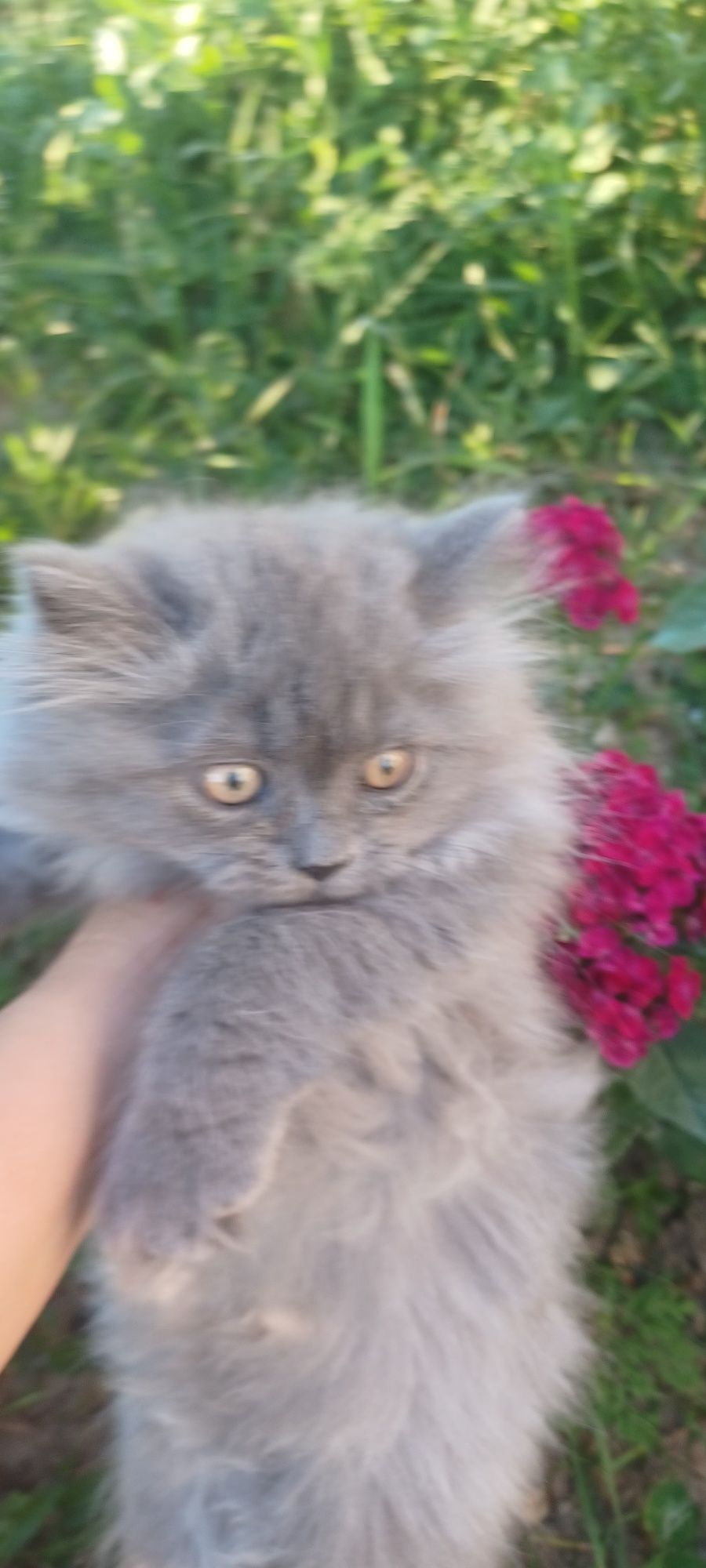 British longhair