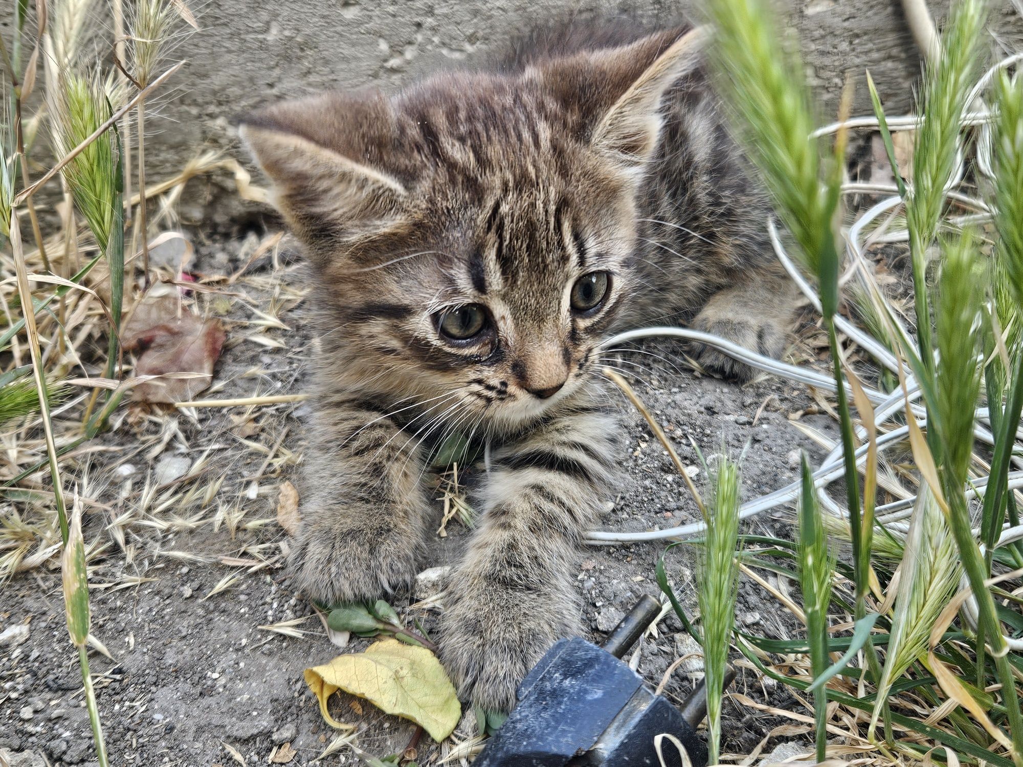 Подарявам мъжко коте