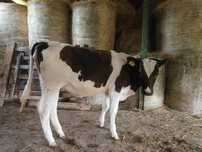 Vitele rasa  holstein