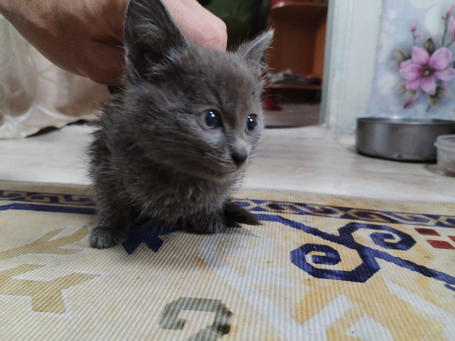 Отдам котёнка в добрые руки