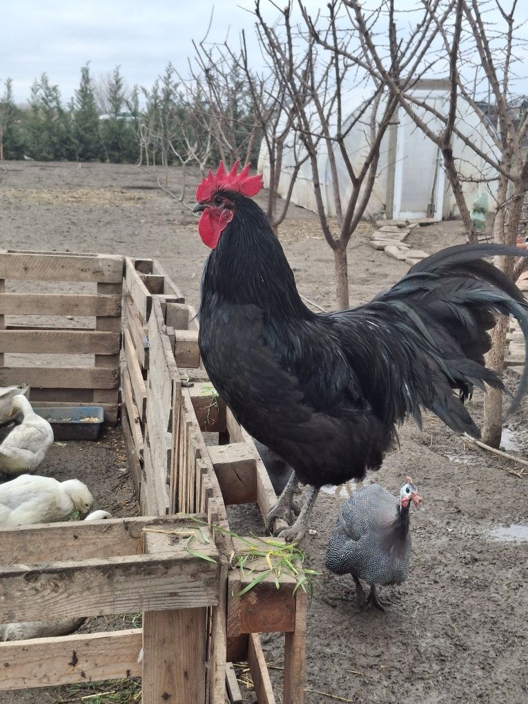 Cocosi Austrolorp tineri