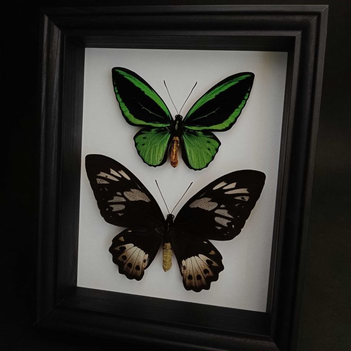 Истинска пеперуда в рамка , Уникален подарък , Препарирани пеперуди