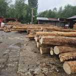 Vand lemn foc brad, uscat