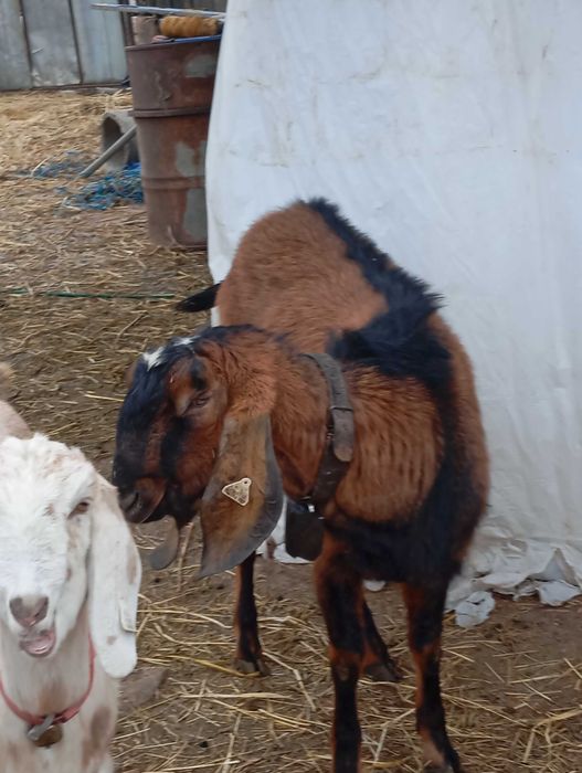 Tapișor de vânzare din tata cu pedigree și mama F3 3 l la mulsoare.