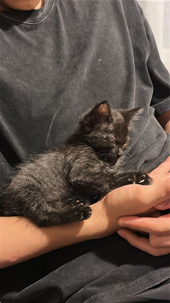 Котенок мальчик