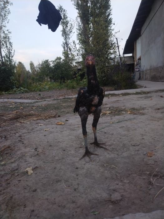 Дакан Жожа Тошкент Юкоричирчик туманида