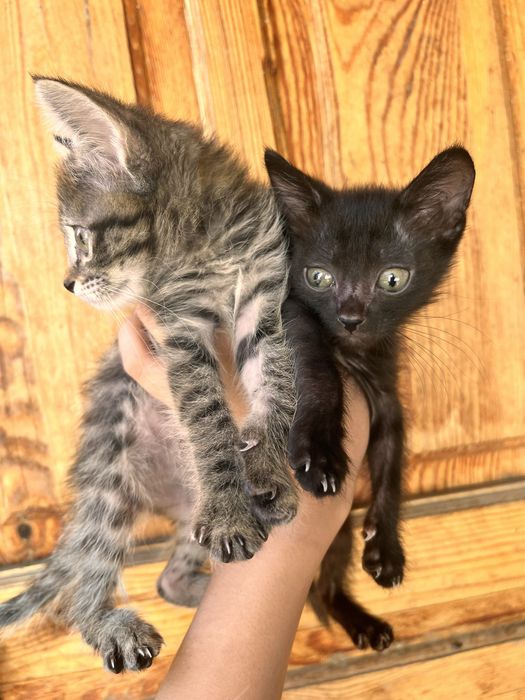 Котята в добрые ручки