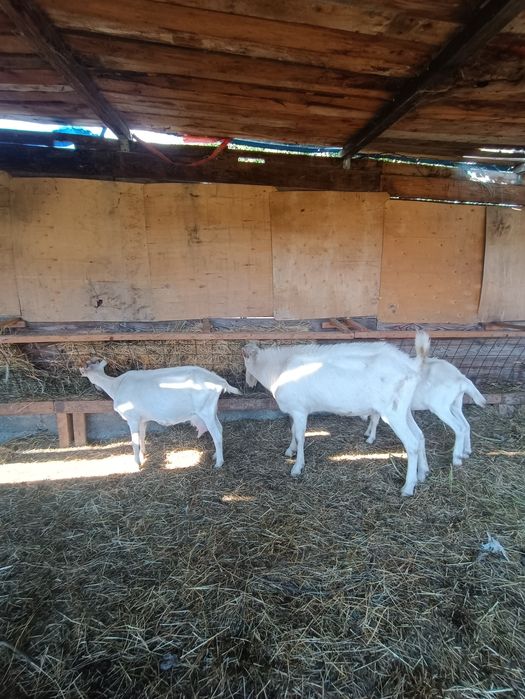 Sannen vând țap de 2ani