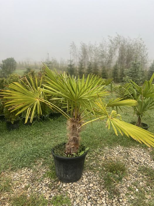 Palmieri diferite specii transport oriunde în țară