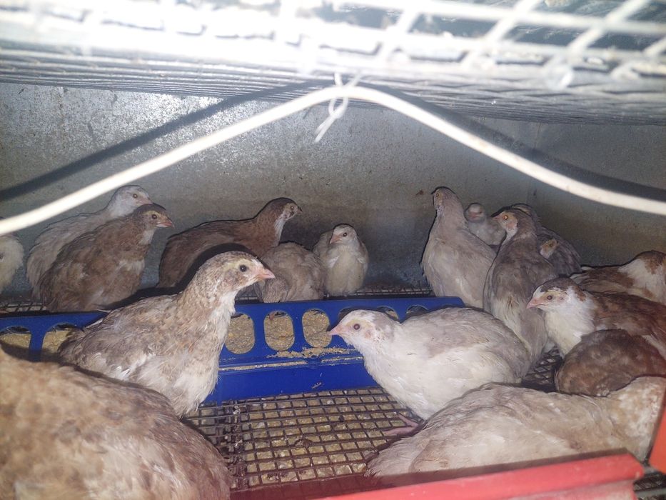 Vând prepelite 5 rase