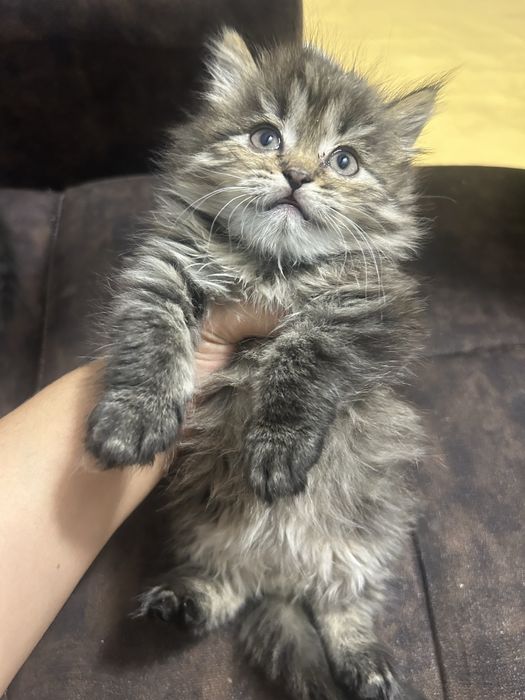 Продается котенок британец