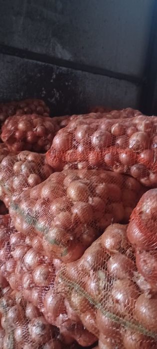 Ceapa samanta legend