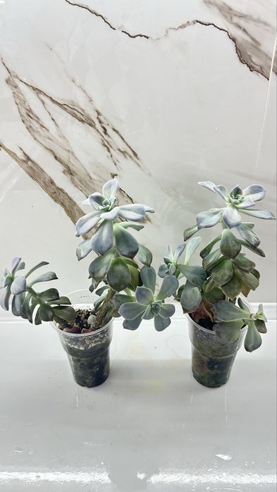 Сукуленты каменная роза