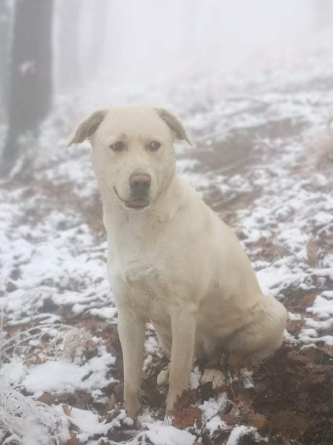 Metis golden retriever
