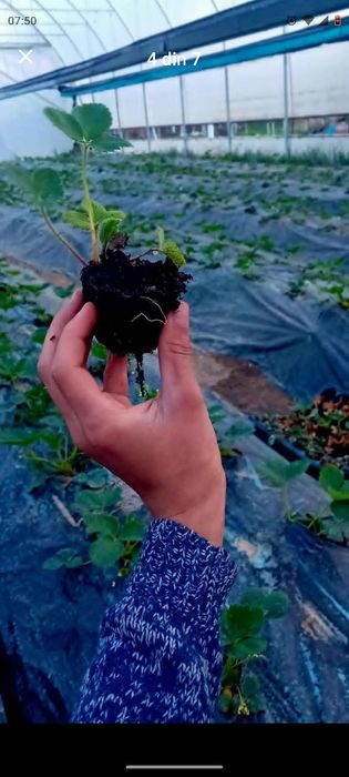 Vând stoloni de capsuni