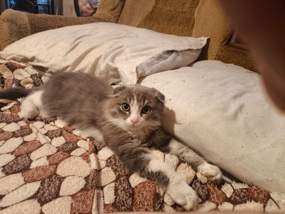 Отдам кошечку вислоухая