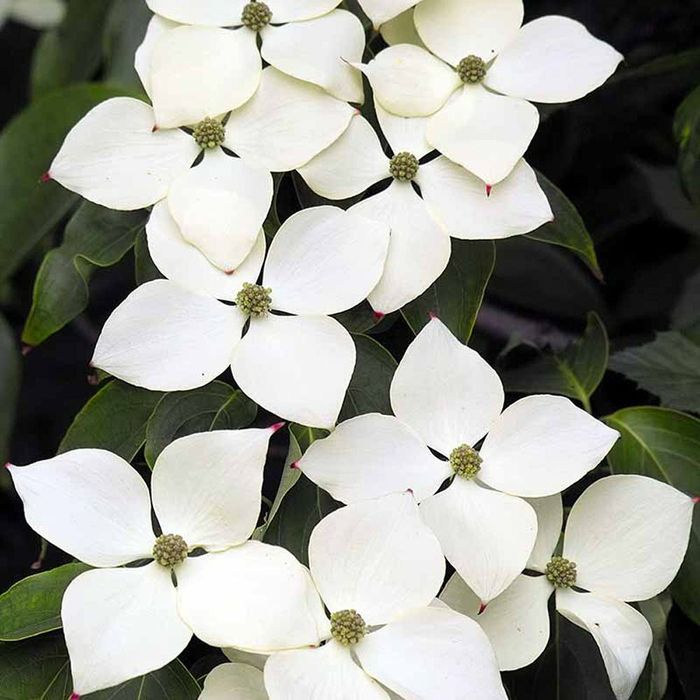 Pomi Ornamentali (Corn Chinezesc )