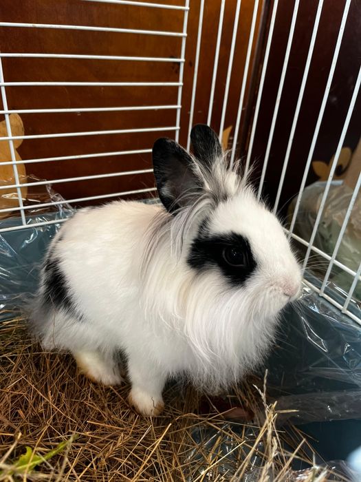 Зайчик зайц кролик