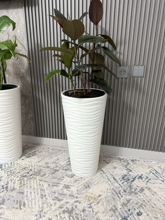 Фикус.      Растение