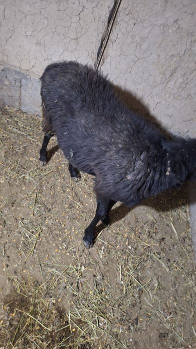 KATTA Qoy sotiladi  bugʻoz