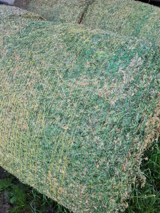 Balotat lucernă trifoi ghizdei