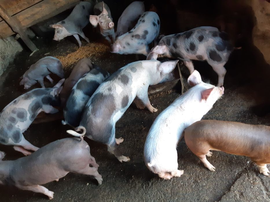 Vand porumb foarte frumos