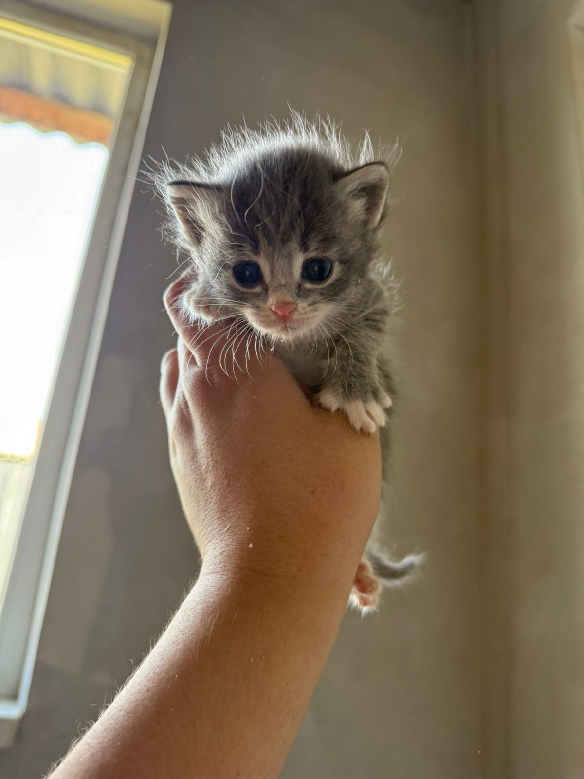 Отдам котят девочек