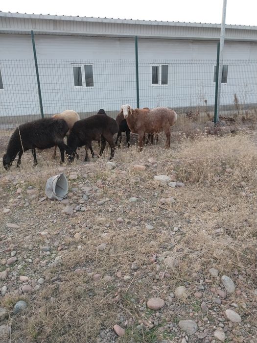 Куйчкорлар сотилади