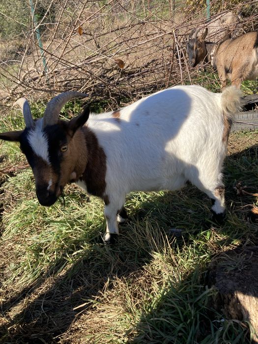 Caprita  pitica de companie