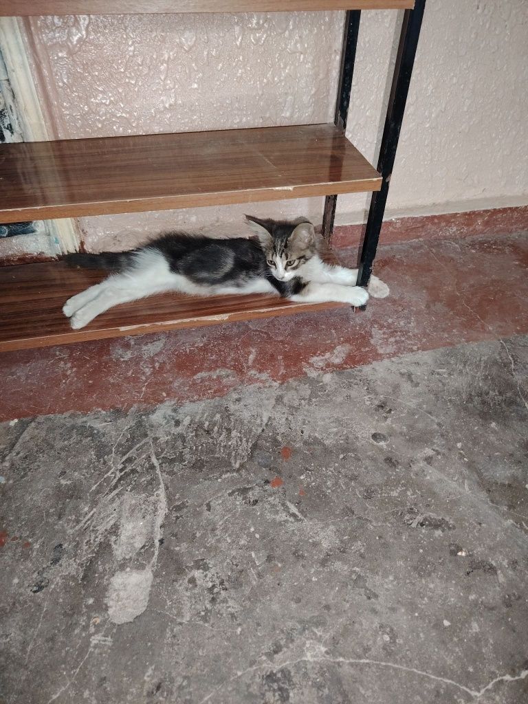 Котенок в добрые руки мальчик