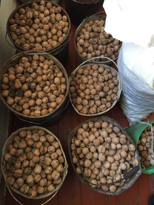 Жаңғақ Грецкий орех