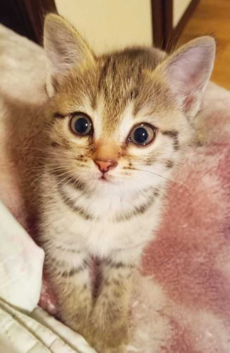 Домашние коты и кошки!