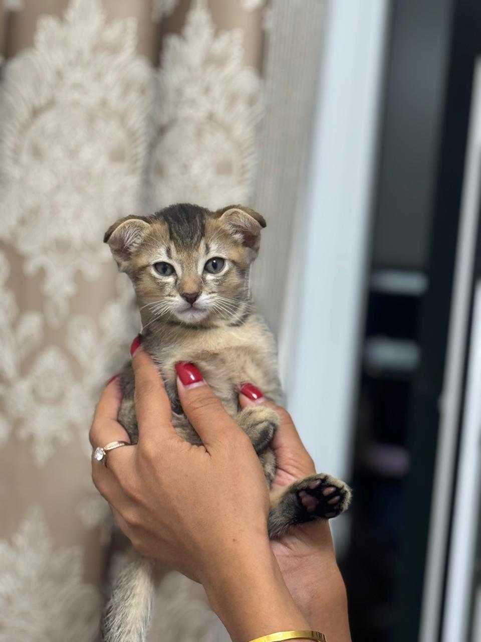 Очаровательные котята
