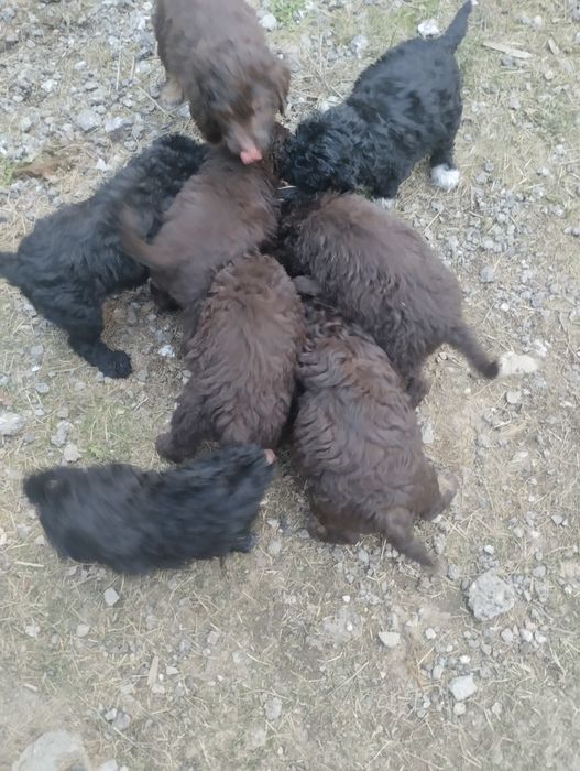 Продавам кучета Лаго