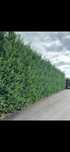 Cupressus Leylandi gard viu veșnic verde