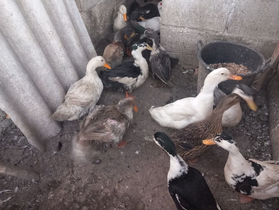 Rate romanesti și lesesti