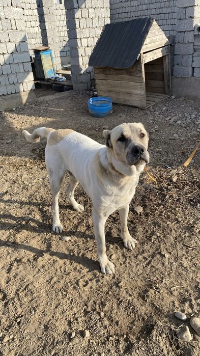 Тобет сатылады саудасы бар