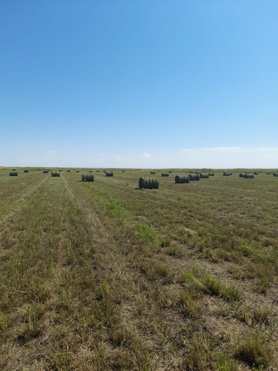 Сено урлон жоношка свежый укос жоношка с доставкой сатамын урлон жонош