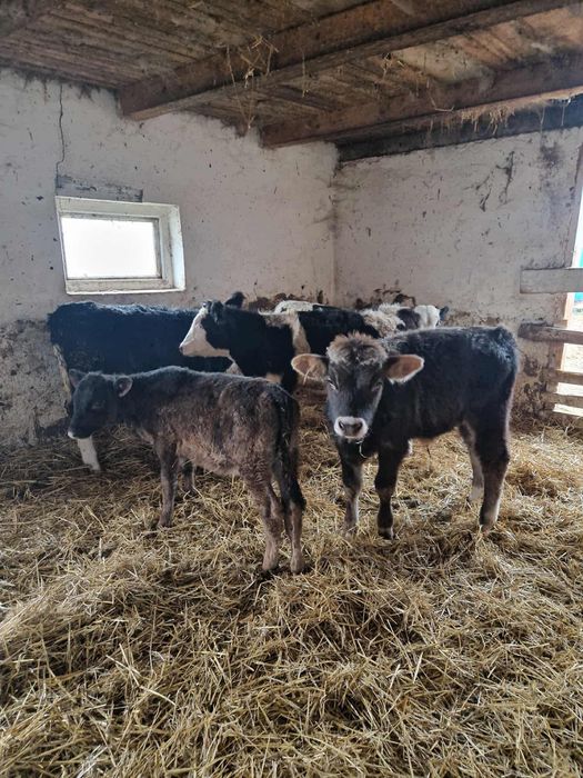 Vând tăurași și vitele