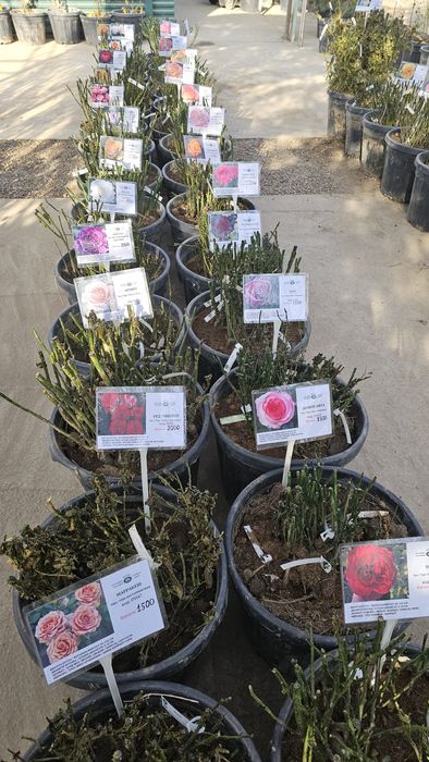 Корни роз,саженцы роз