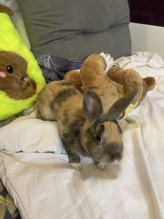 Декоративен заек