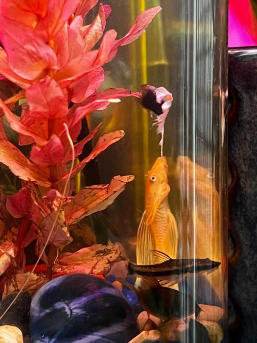 DONEZ Ancistrus & Guppy