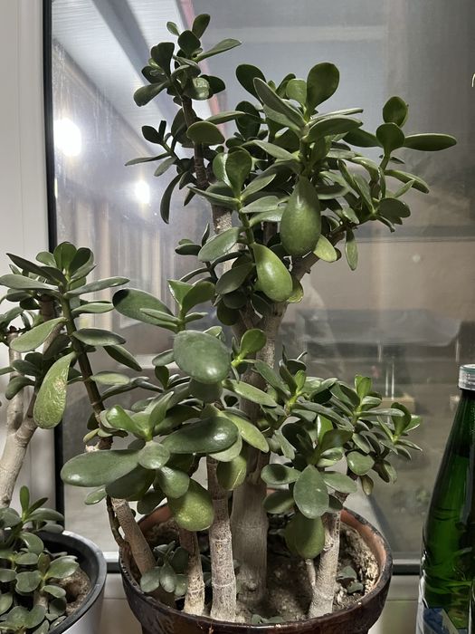 Уй ва офис учун гуллар