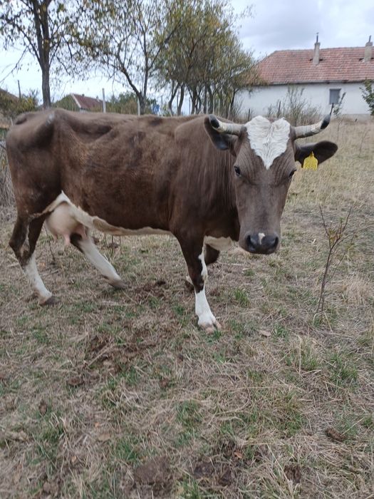 Vând vaca la al treilea vițel
