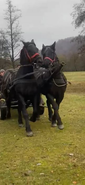 De de vânzare o perechie de cai castratii