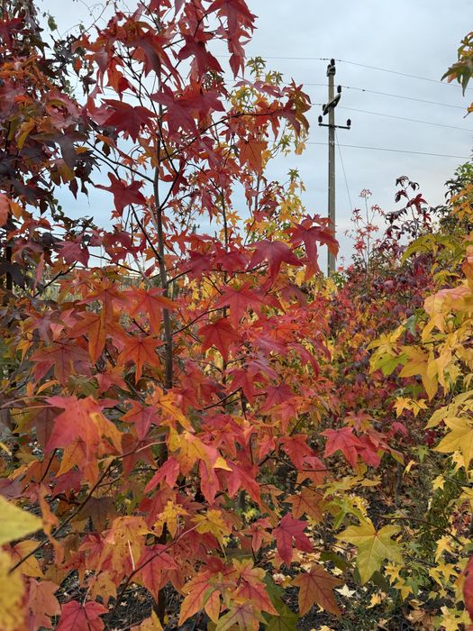 Arborele de guma - Liquidambar styraciflua