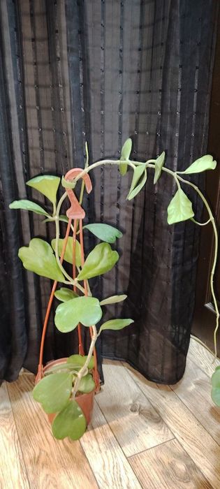 Хойя разных сортов